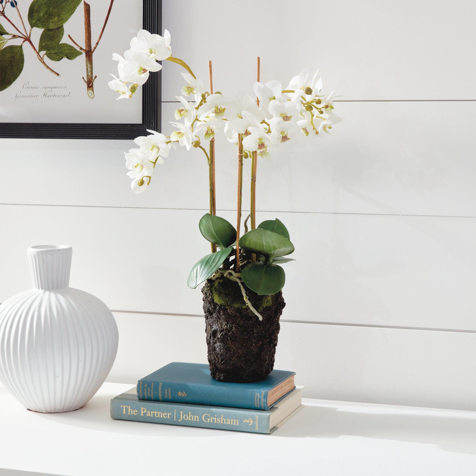White Phalaenopsis Drop-in