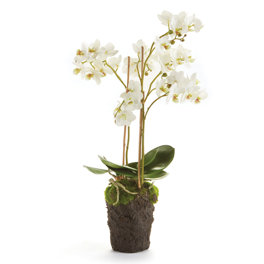 White Phalaenopsis Drop-in