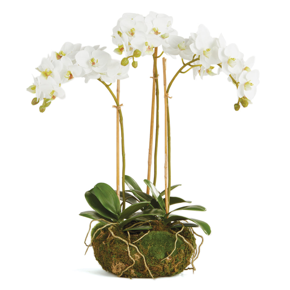 White Phalaenopsis Mini Garden Drop-in
