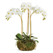 White Phalaenopsis Mini Garden Drop-in