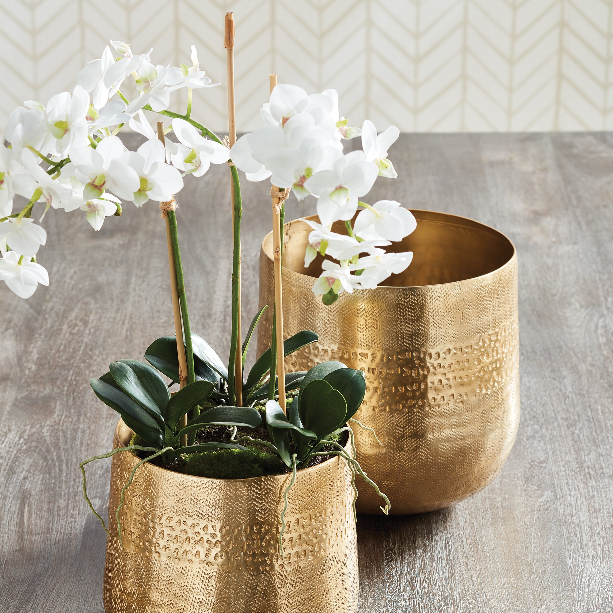 White Phalaenopsis Mini Garden Drop-in
