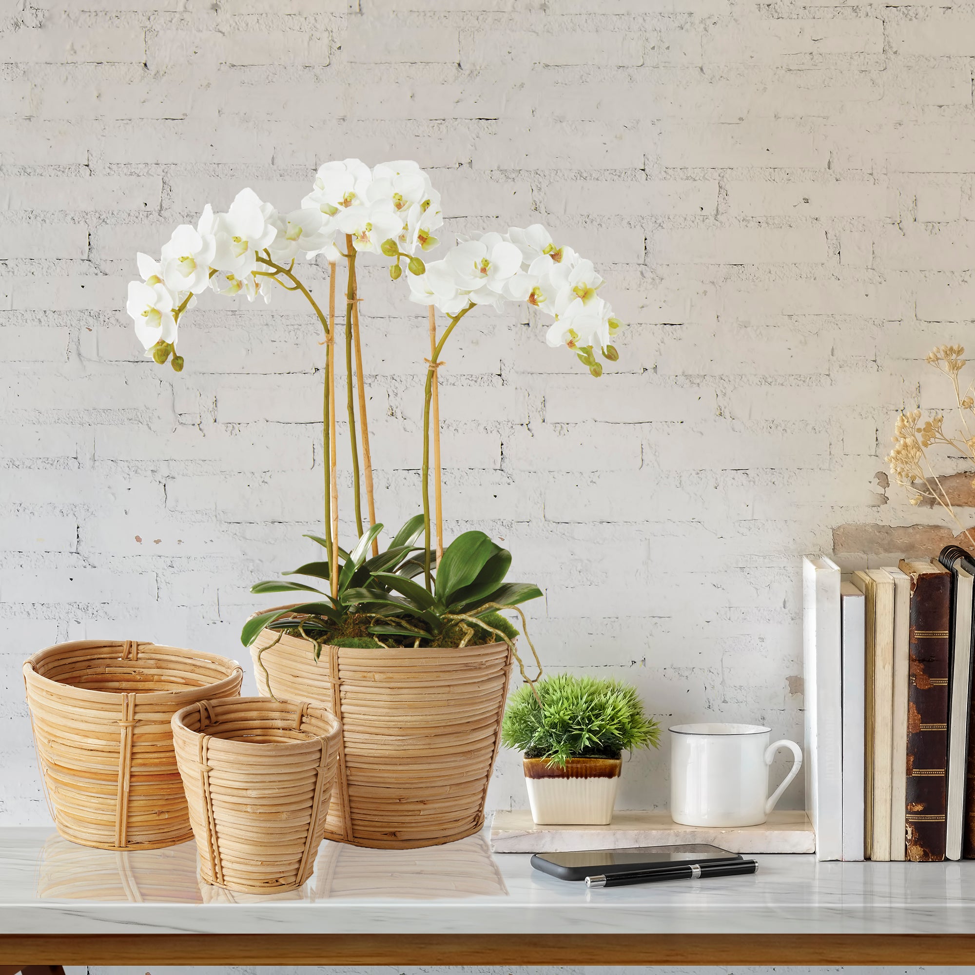 White Phalaenopsis Mini Garden Drop-in