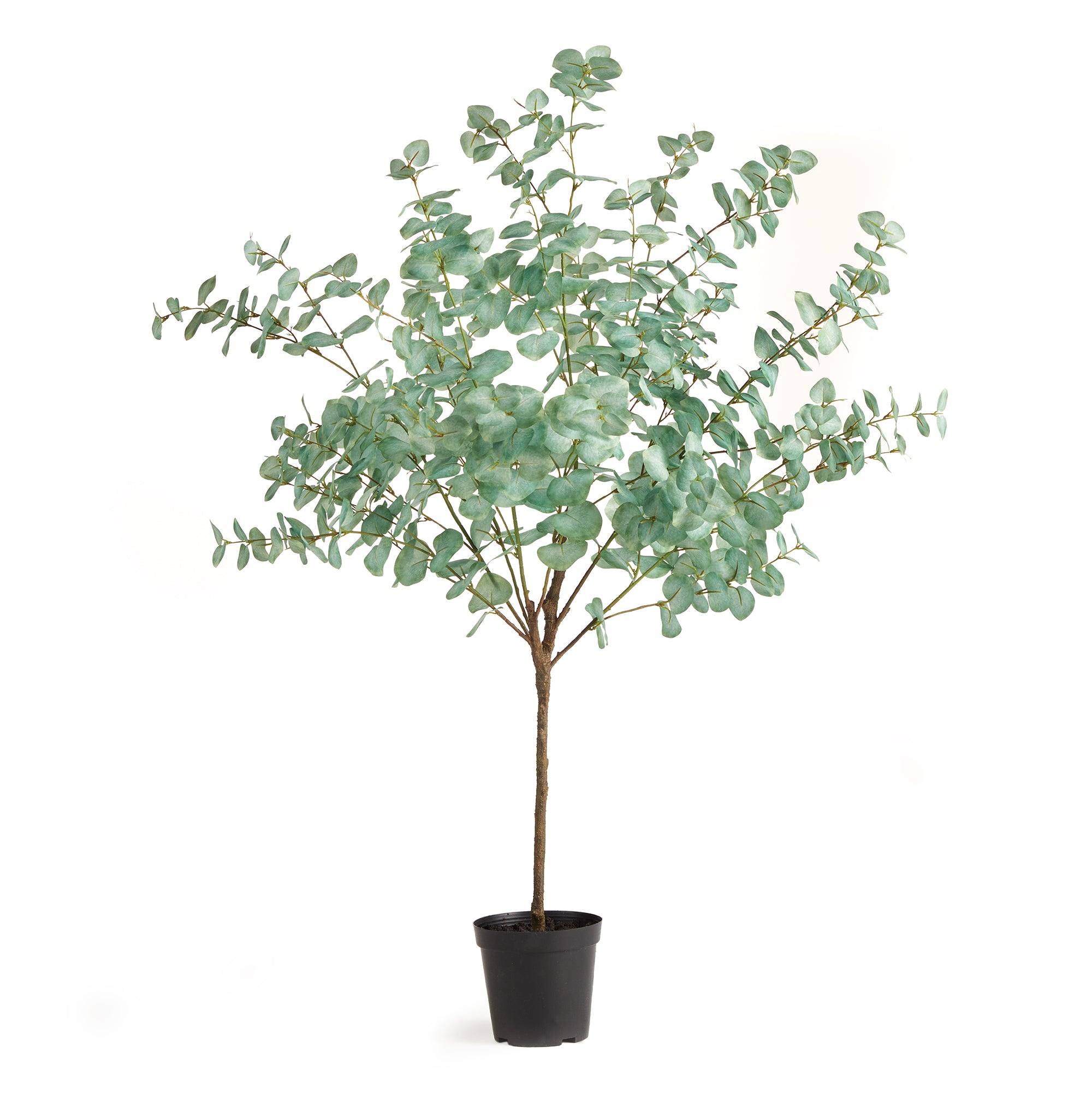 Eucalyptus Tree Drop-In