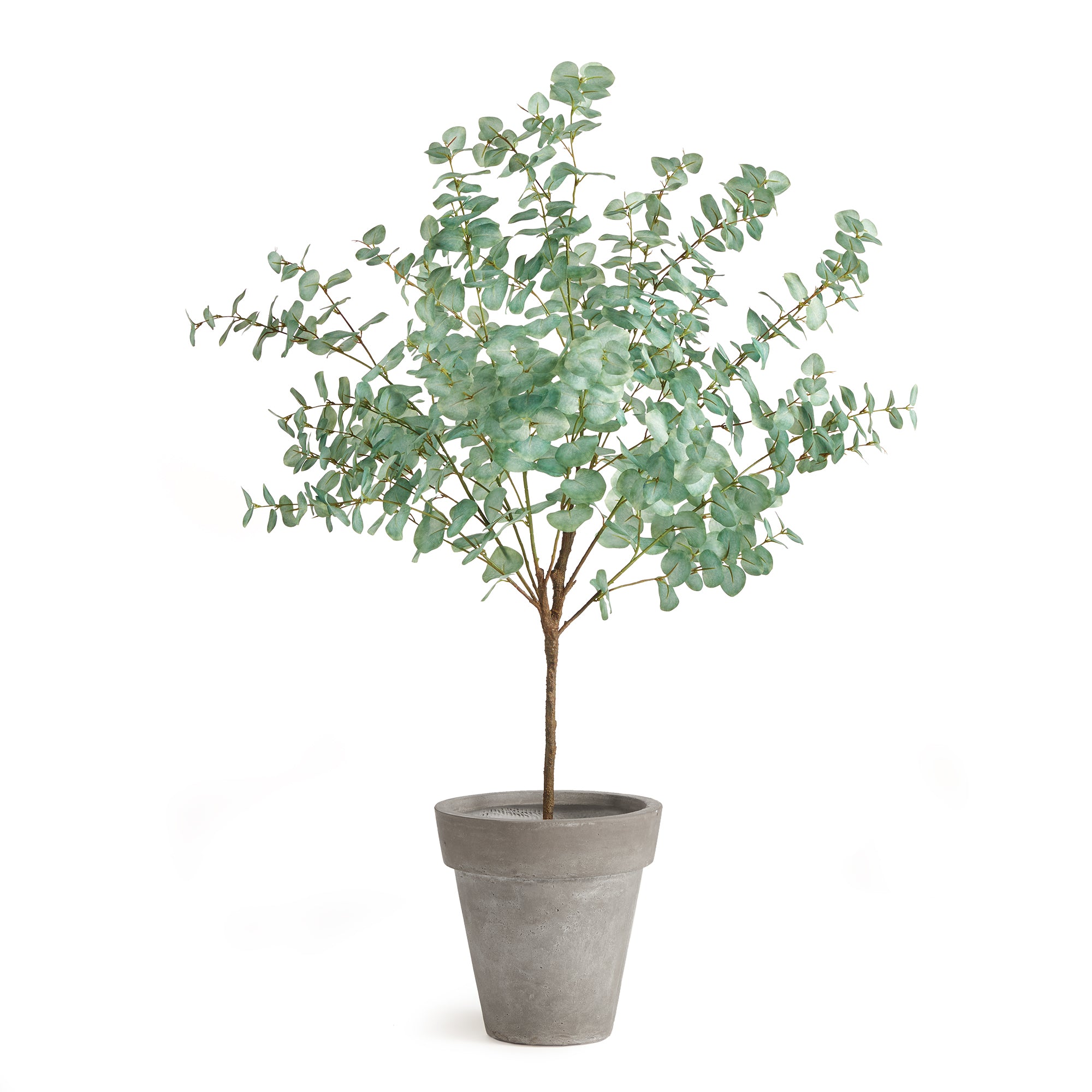 Eucalyptus Tree Drop-In
