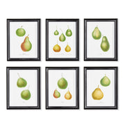 Pear Fruit Study, Set of 6