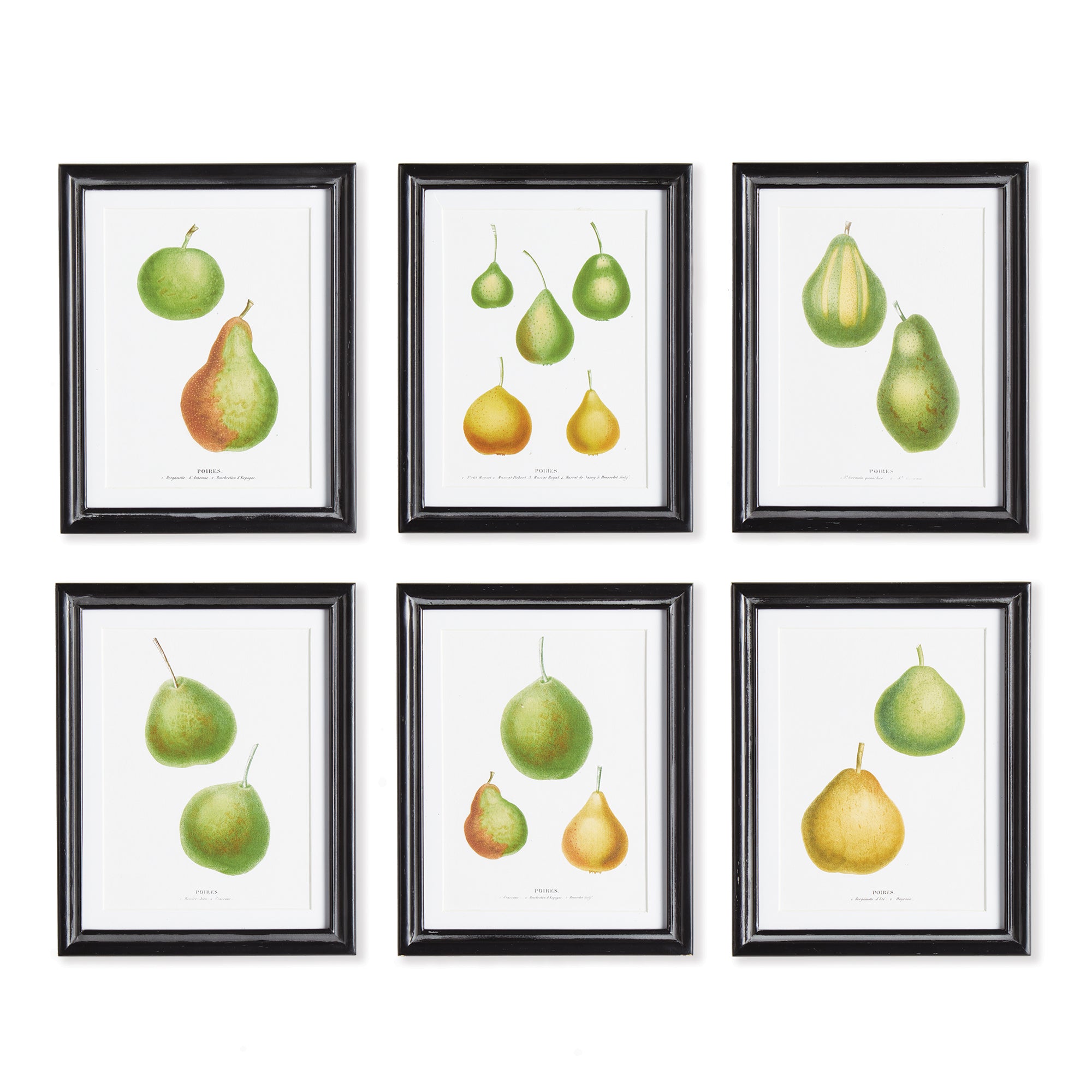 Pear Fruit Study, Set of 6