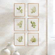 Kent Prints Set of 6