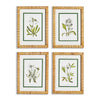 Ivory Floral Study Set of 4
