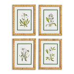 Ivory Floral Study Set of 4