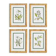Ivory Floral Study Set of 4