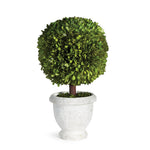 Evergreen Single 11" Ball Topiary in Pot