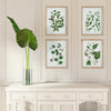 Verdantia Branch Prints, Set of 4