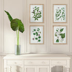Verdantia Branch Prints, Set of 4