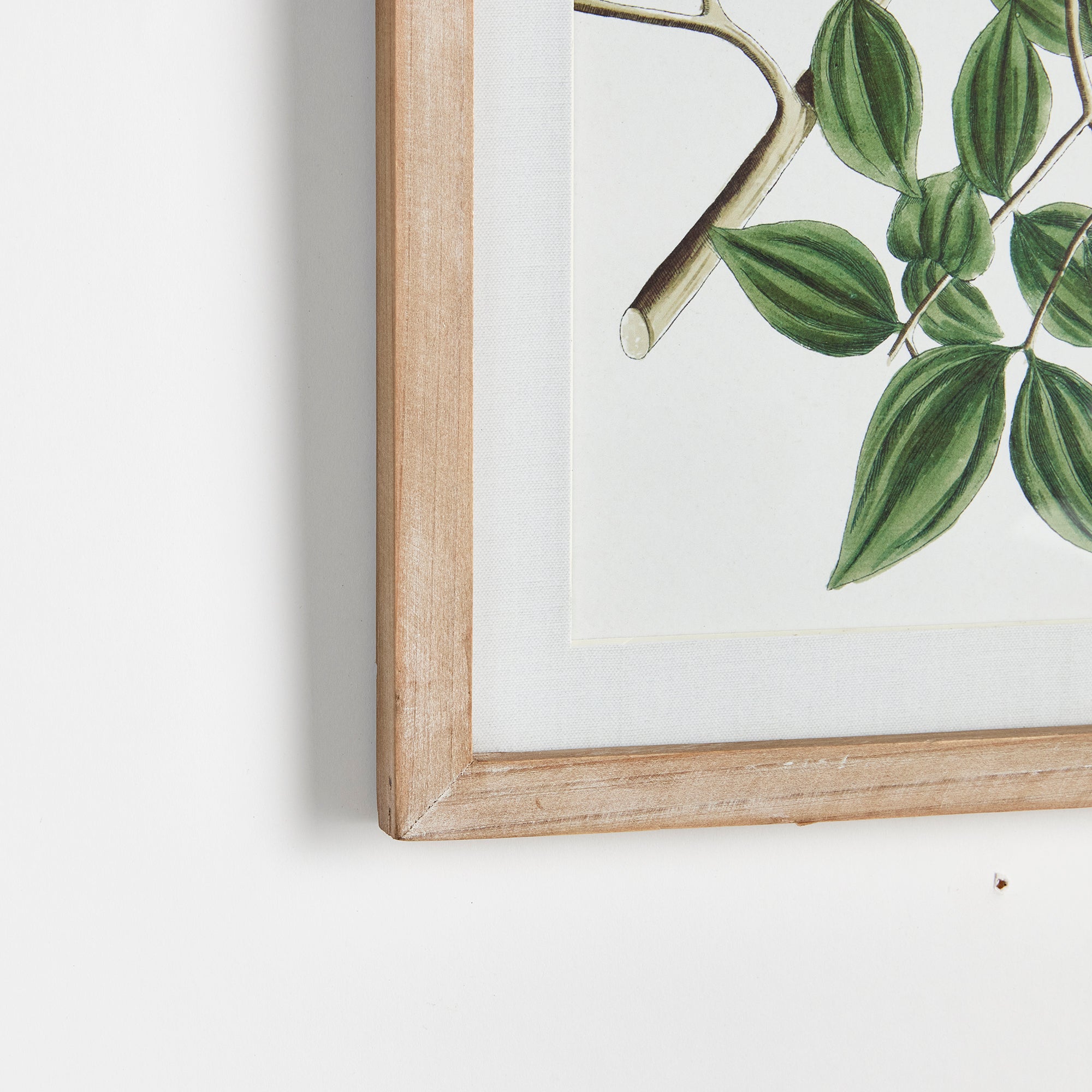 Verdantia Branch Prints, Set of 4