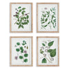 Verdantia Branch Prints, Set of 4