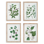 Verdantia Branch Prints, Set of 4