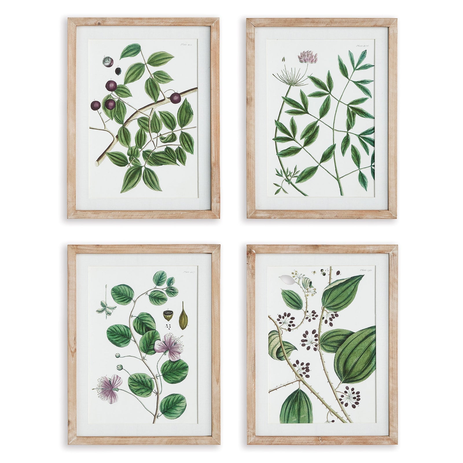 Verdantia Branch Prints, Set of 4