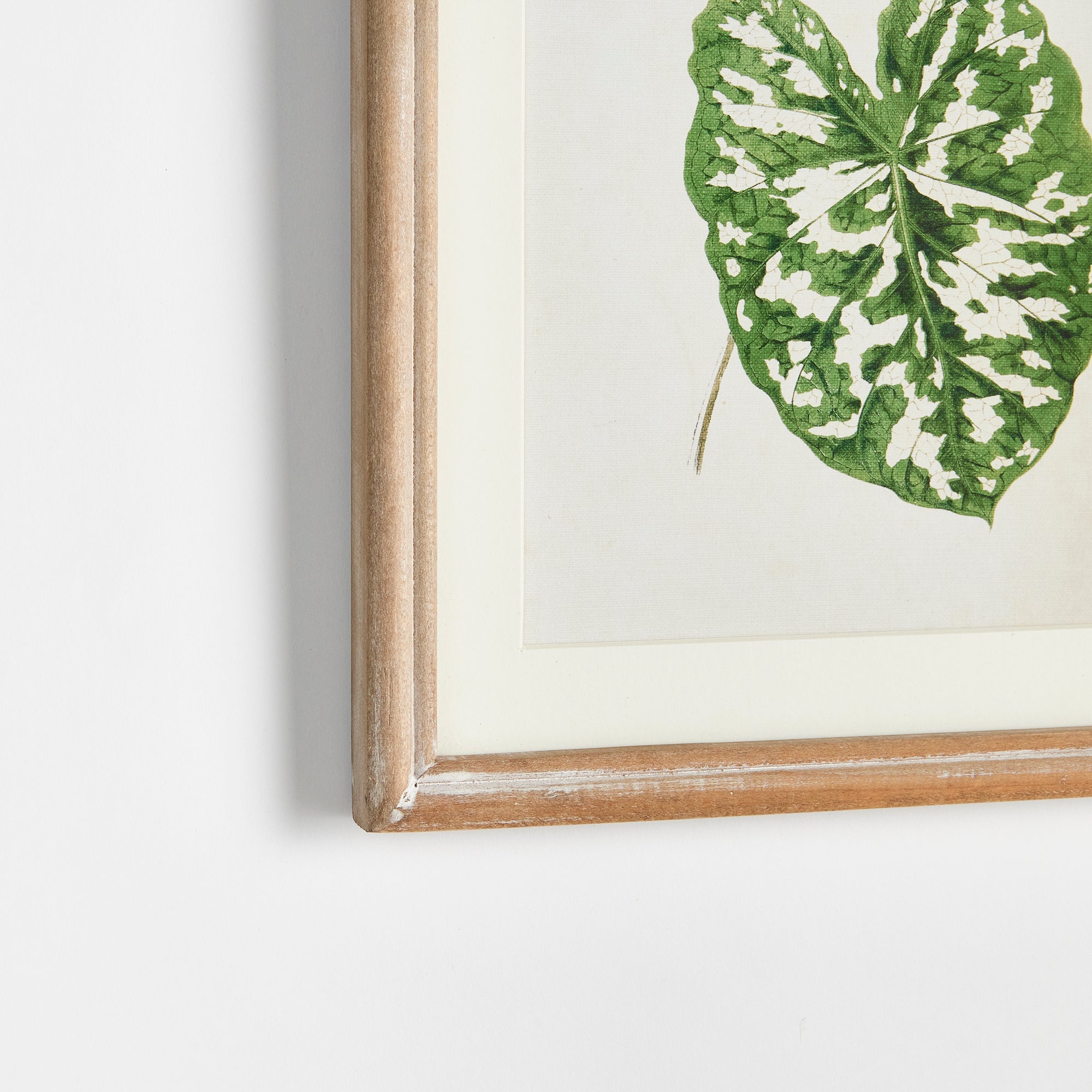 The Leaf Press Petite Prints, Set of 3