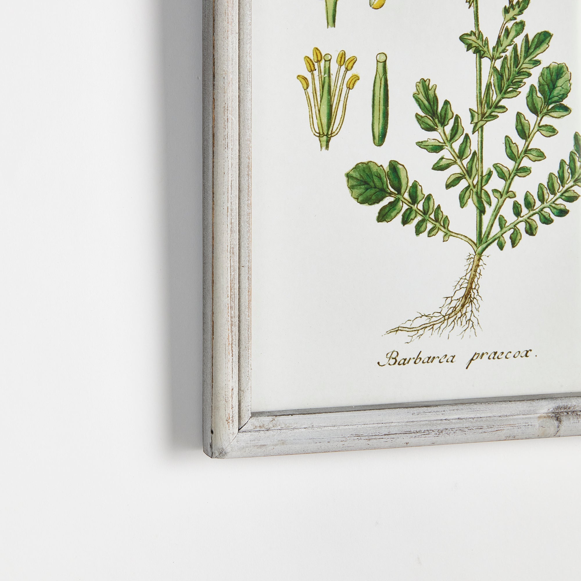 Botanica Perennis Study, Set of 6
