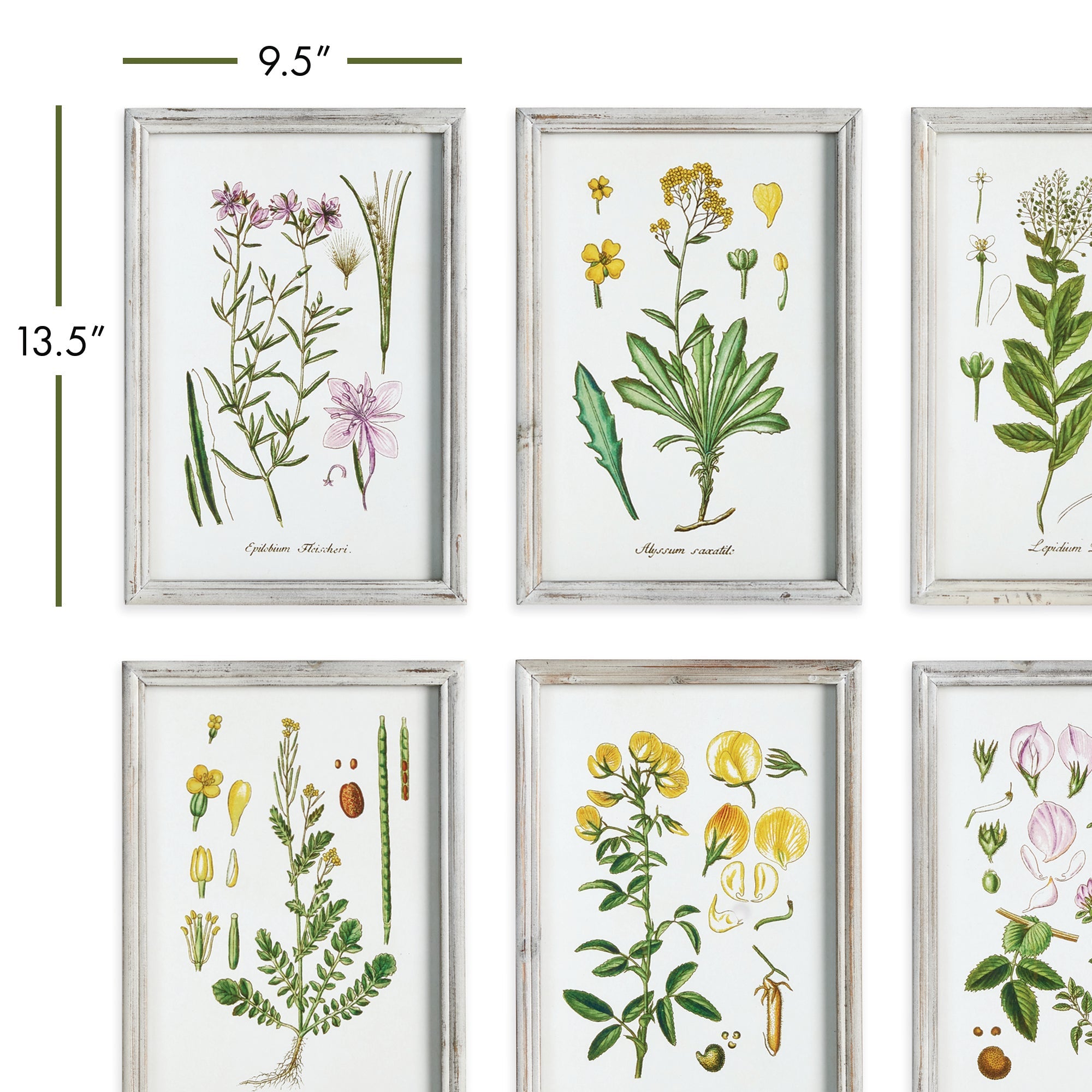 Botanica Perennis Study, Set of 6
