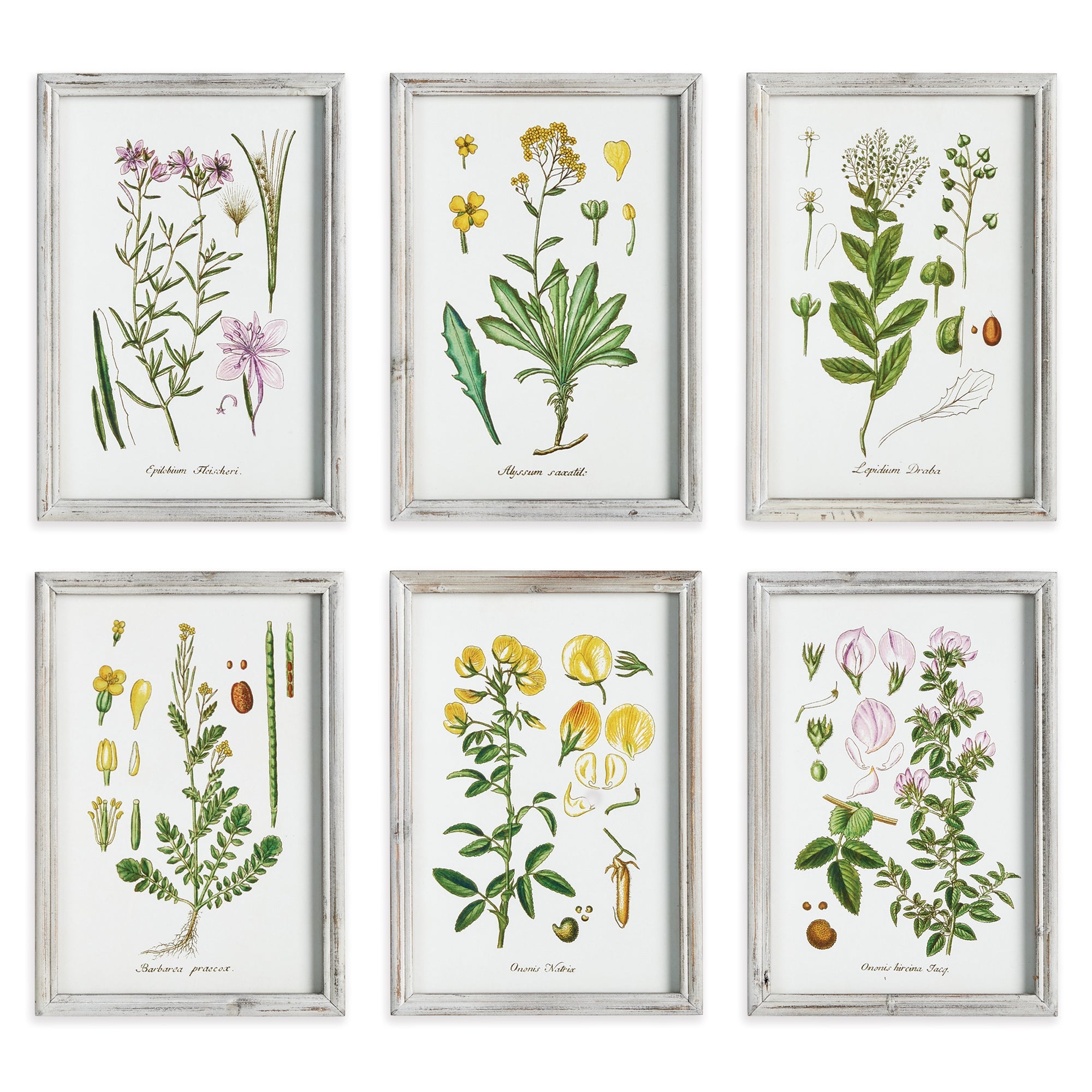 Botanica Perennis Study, Set of 6