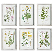 Botanica Perennis Study, Set of 6