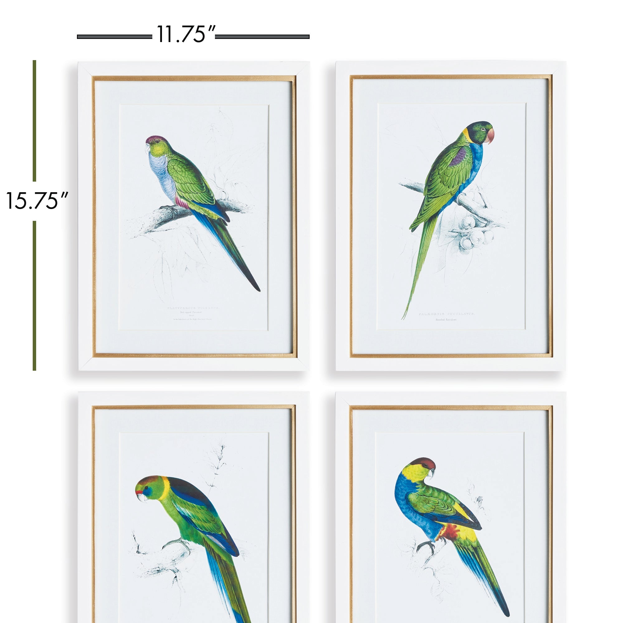 Radiant Parrot Prints, Set of 4