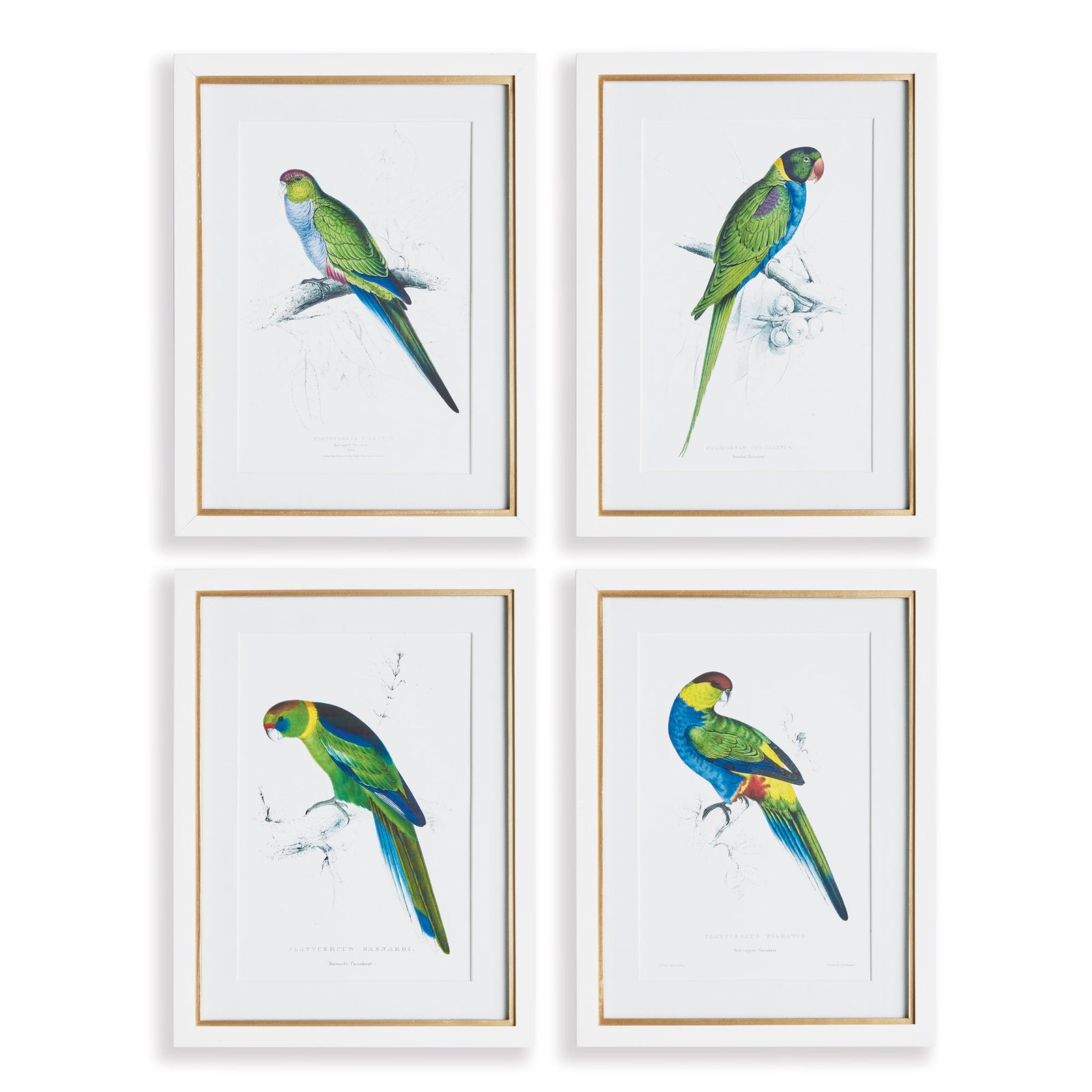 Radiant Parrot Prints, Set of 4