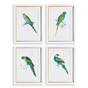 Radiant Parrot Prints, Set of 4