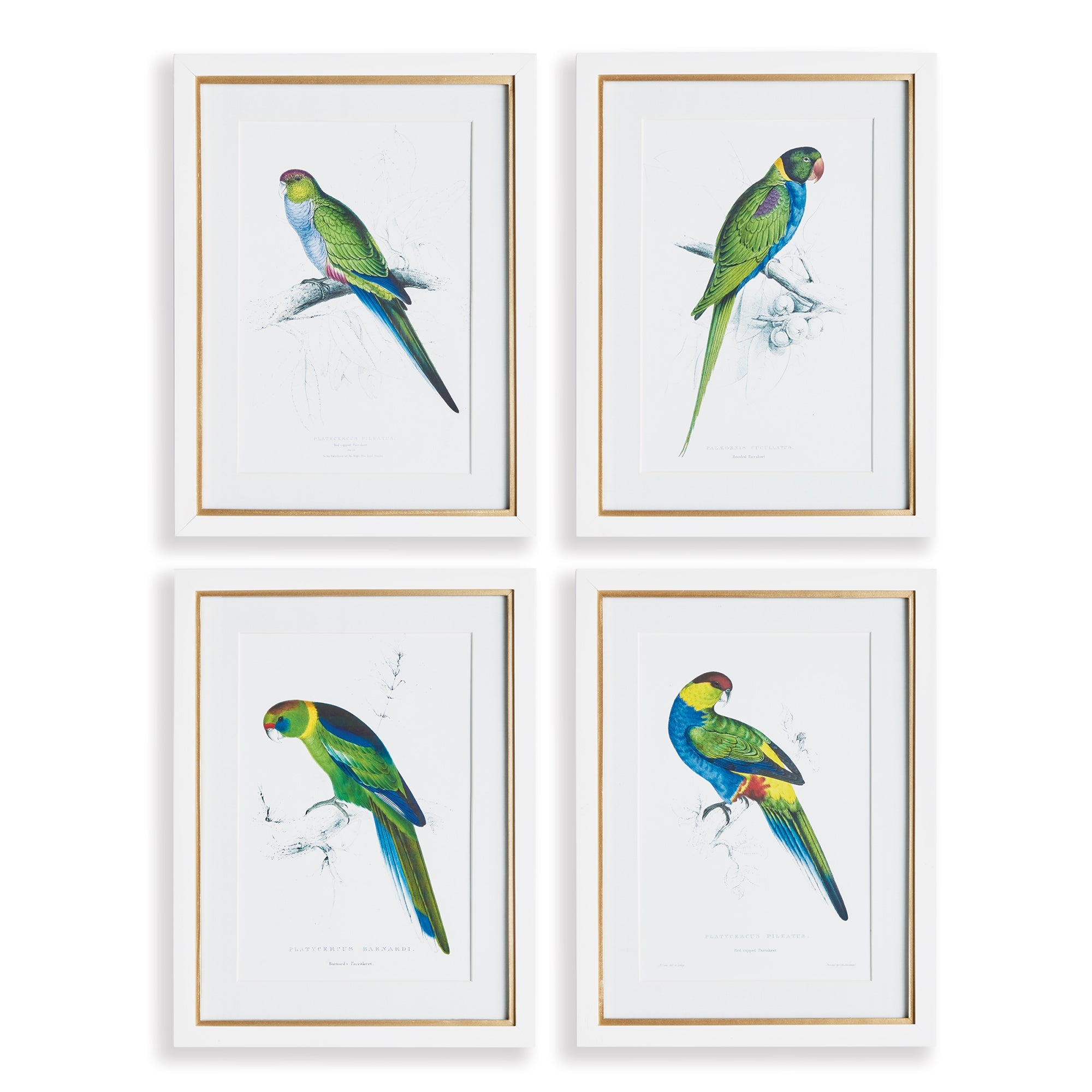 Radiant Parrot Prints, Set of 4