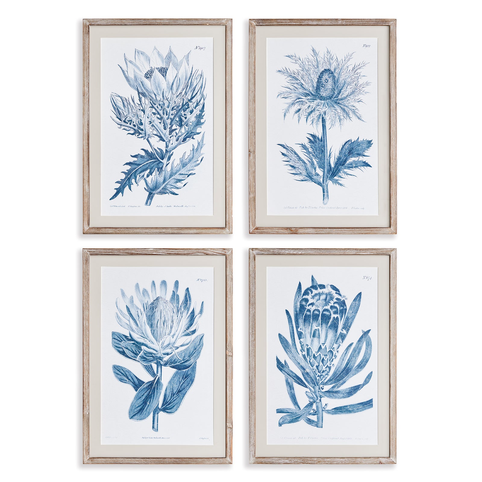 Mariella Protea Prints Set of 4