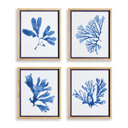 Mariella Seaweed Prints Set of 4