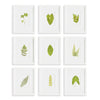 Verde Leaf Petite Prints, Set of 9