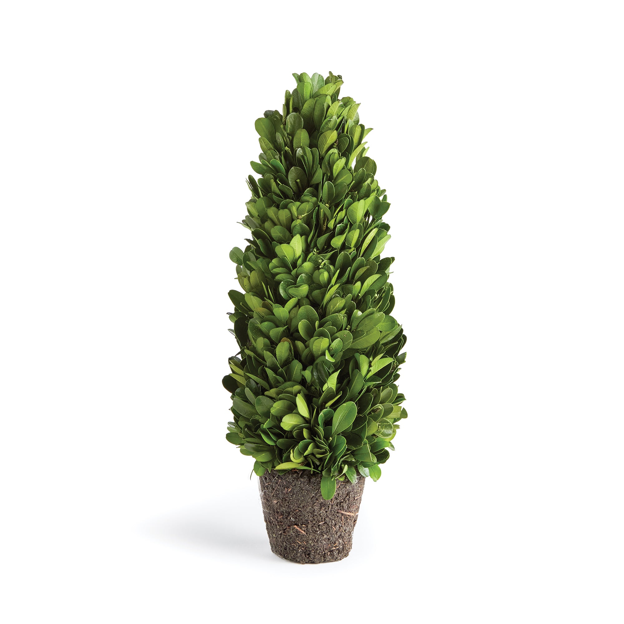 Evergreen Cone Topiary Drop-in