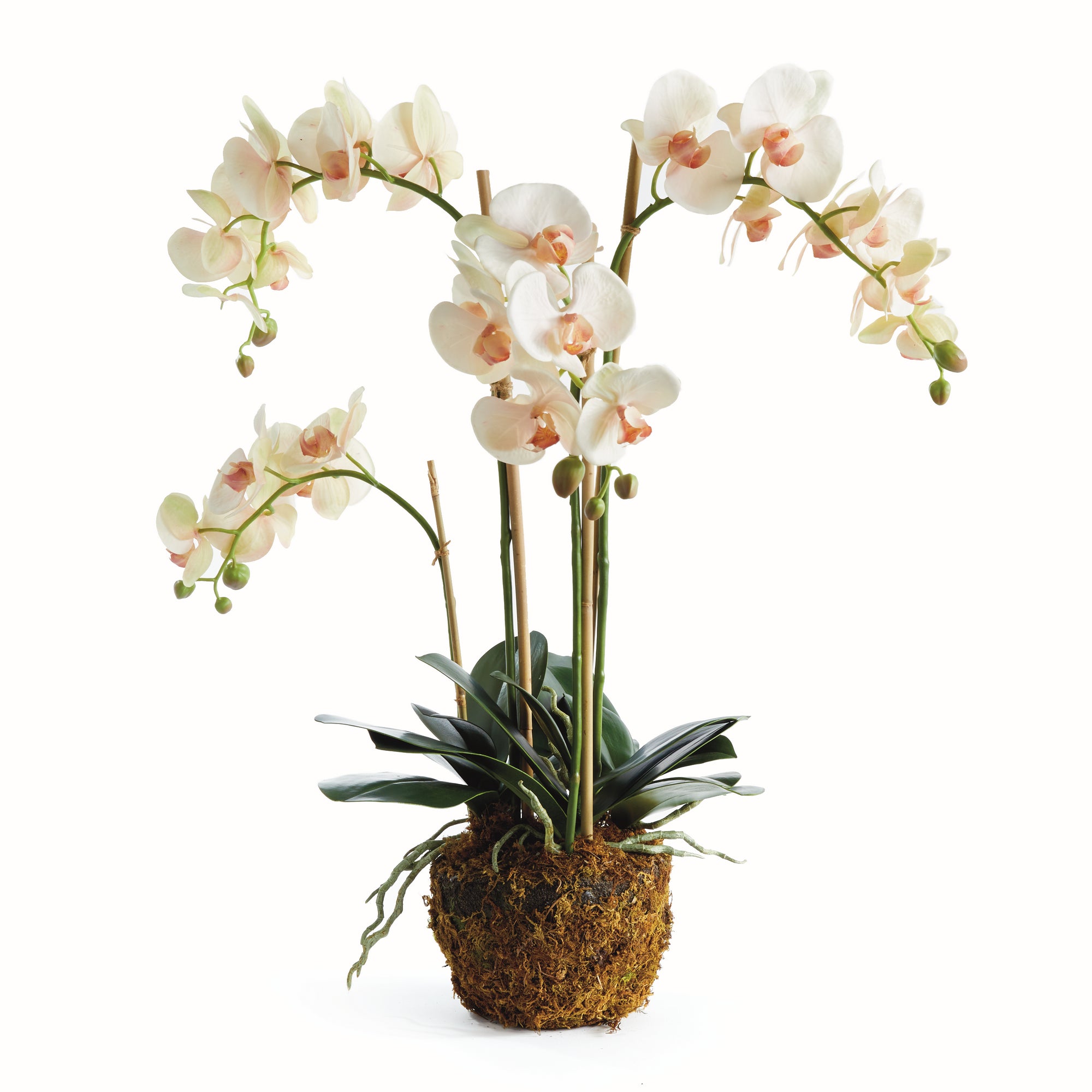 Blush Phalaenopsis Drop-in
