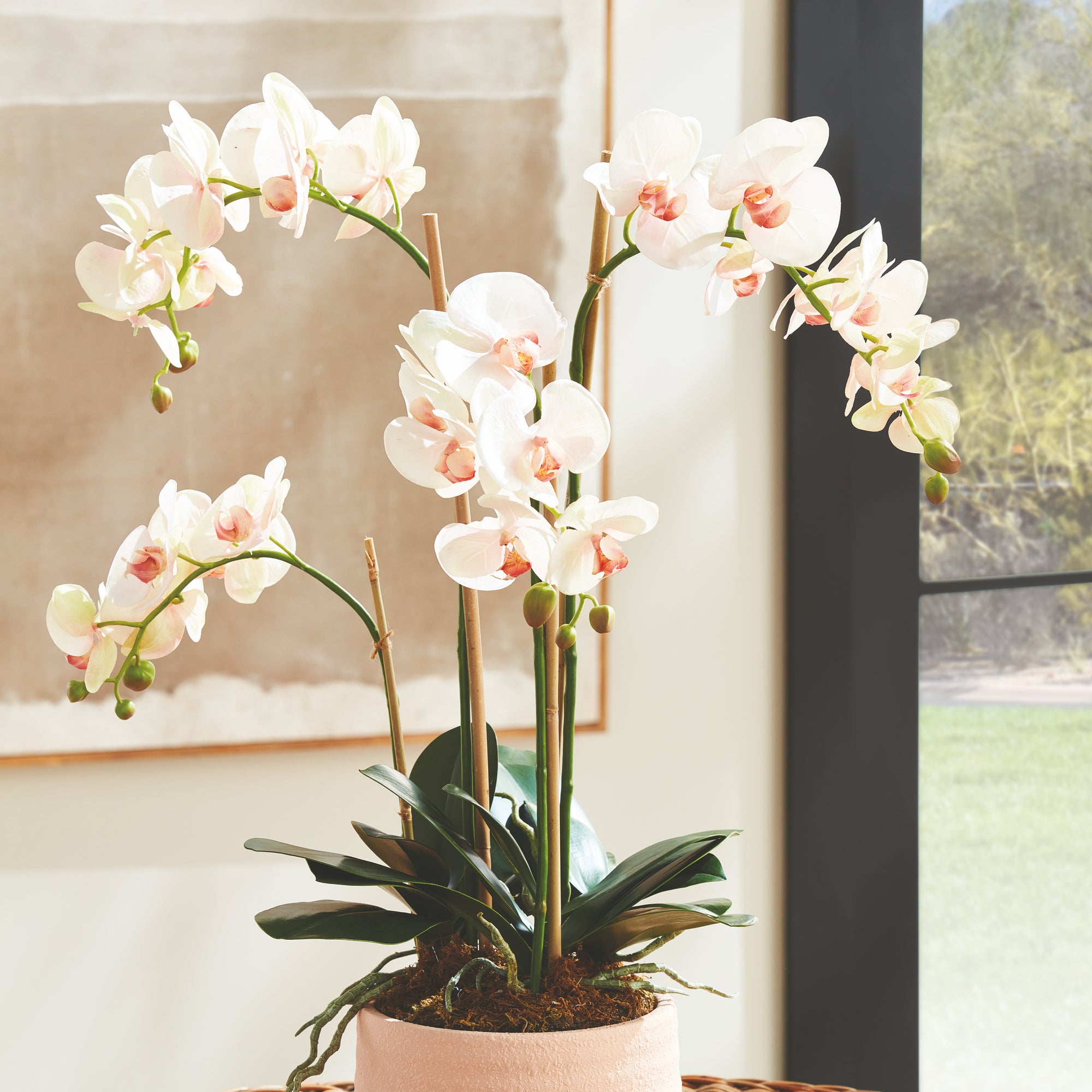 Blush Phalaenopsis Drop-in