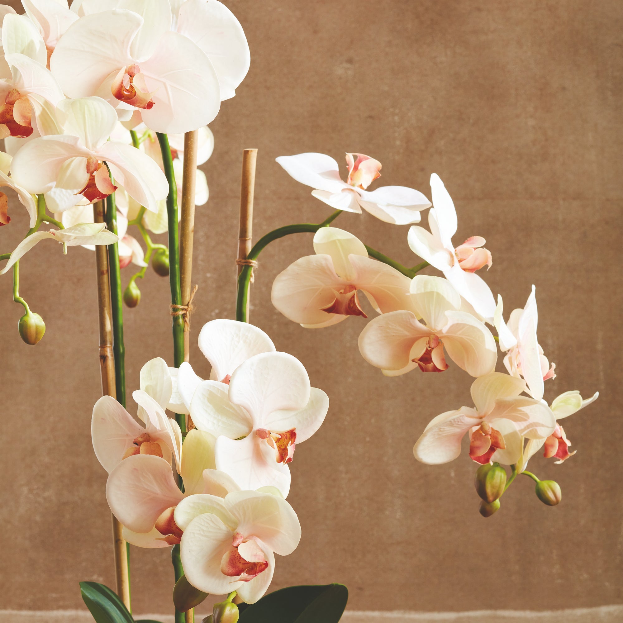 Blush Phalaenopsis Drop-in