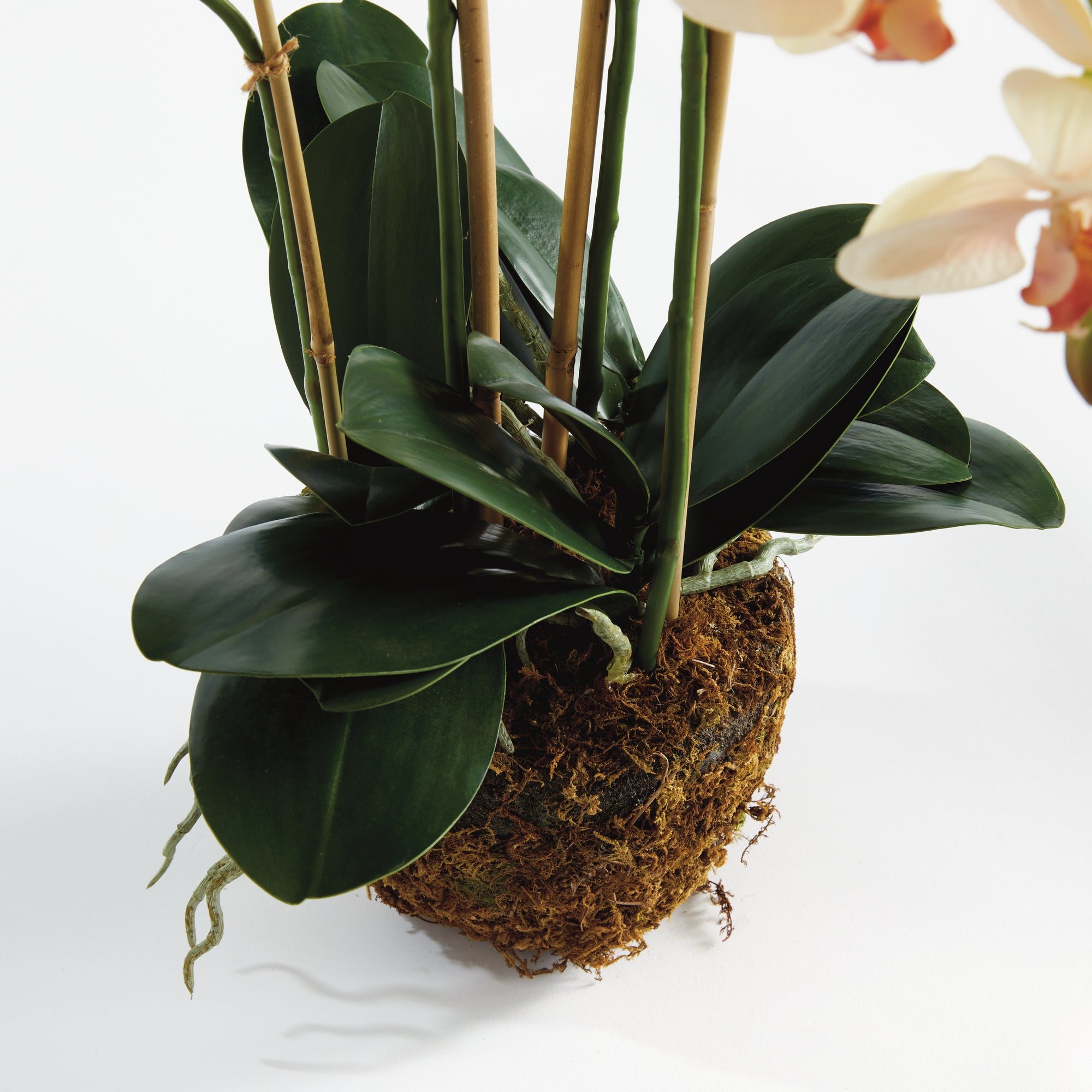 Blush Phalaenopsis Drop-in
