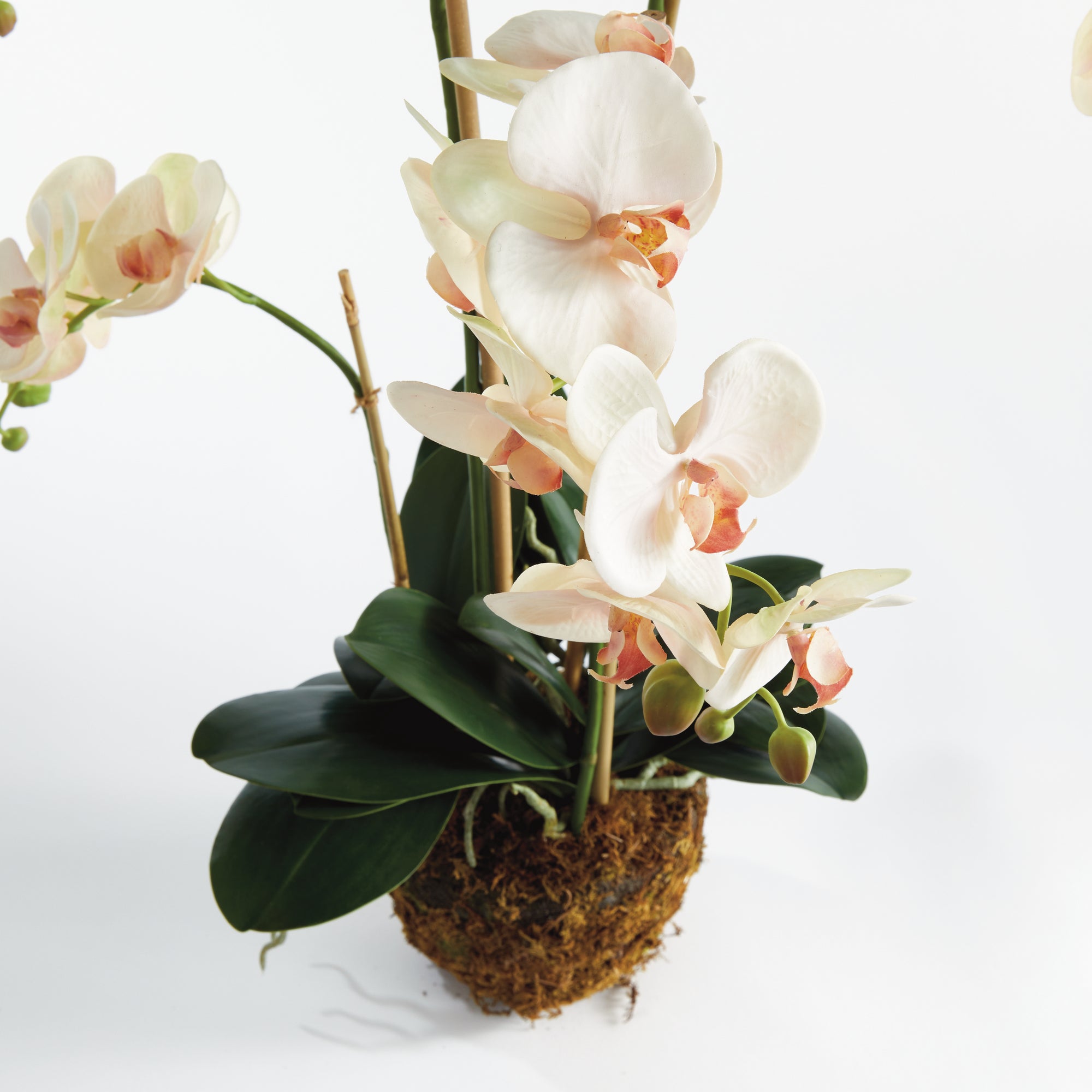 Blush Phalaenopsis Drop-in