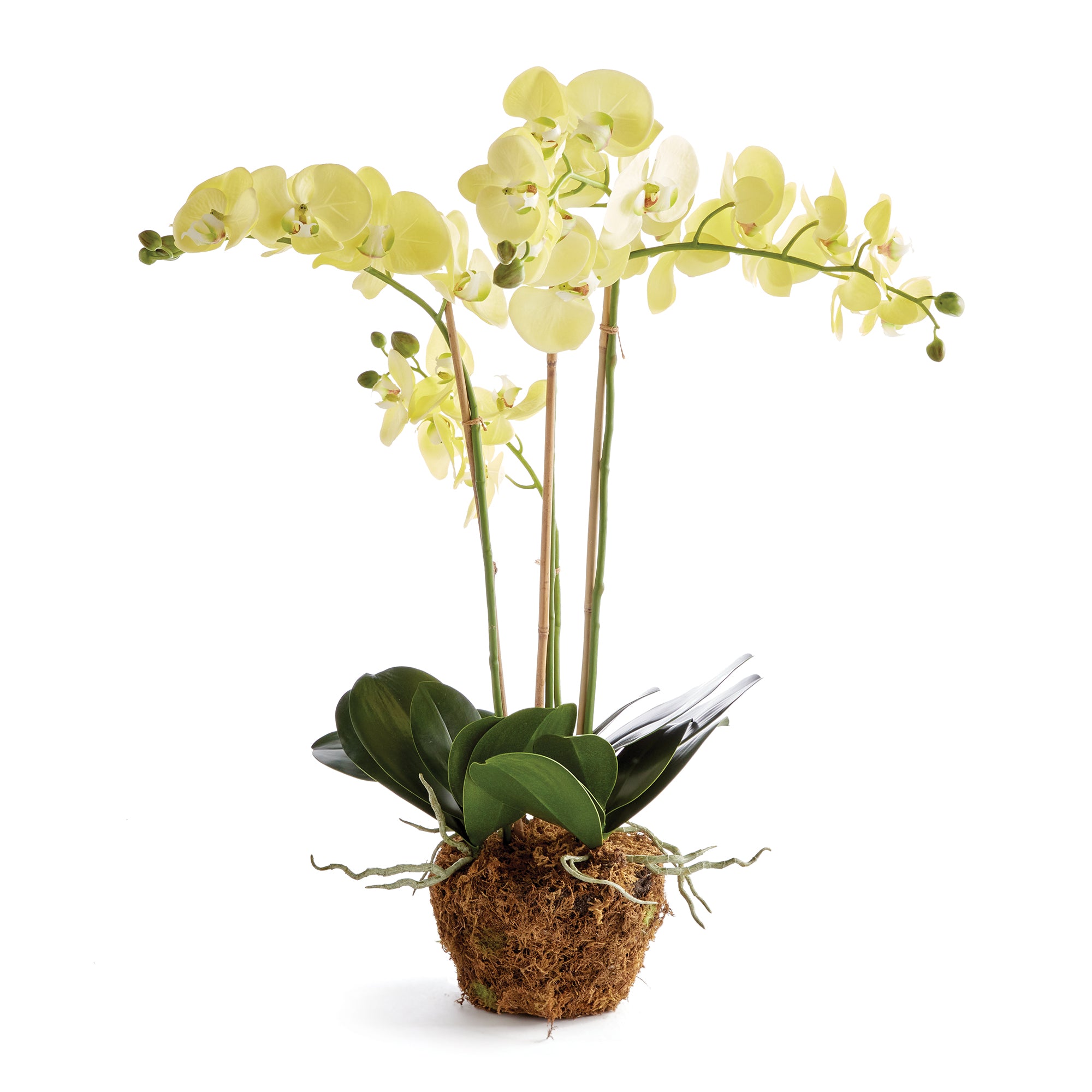 Yellow Phalaenopsis Drop-in