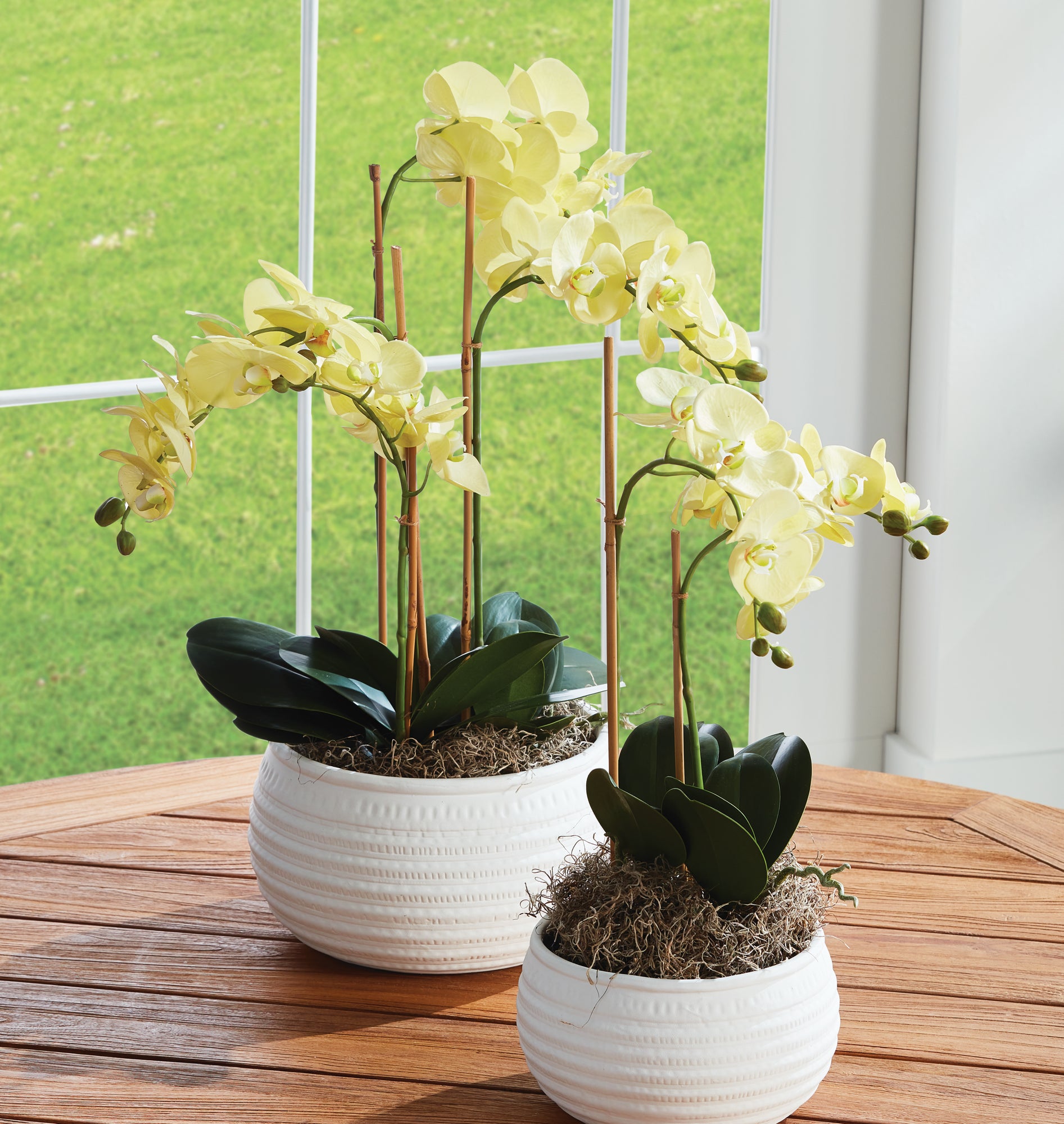 Yellow Phalaenopsis Drop-in