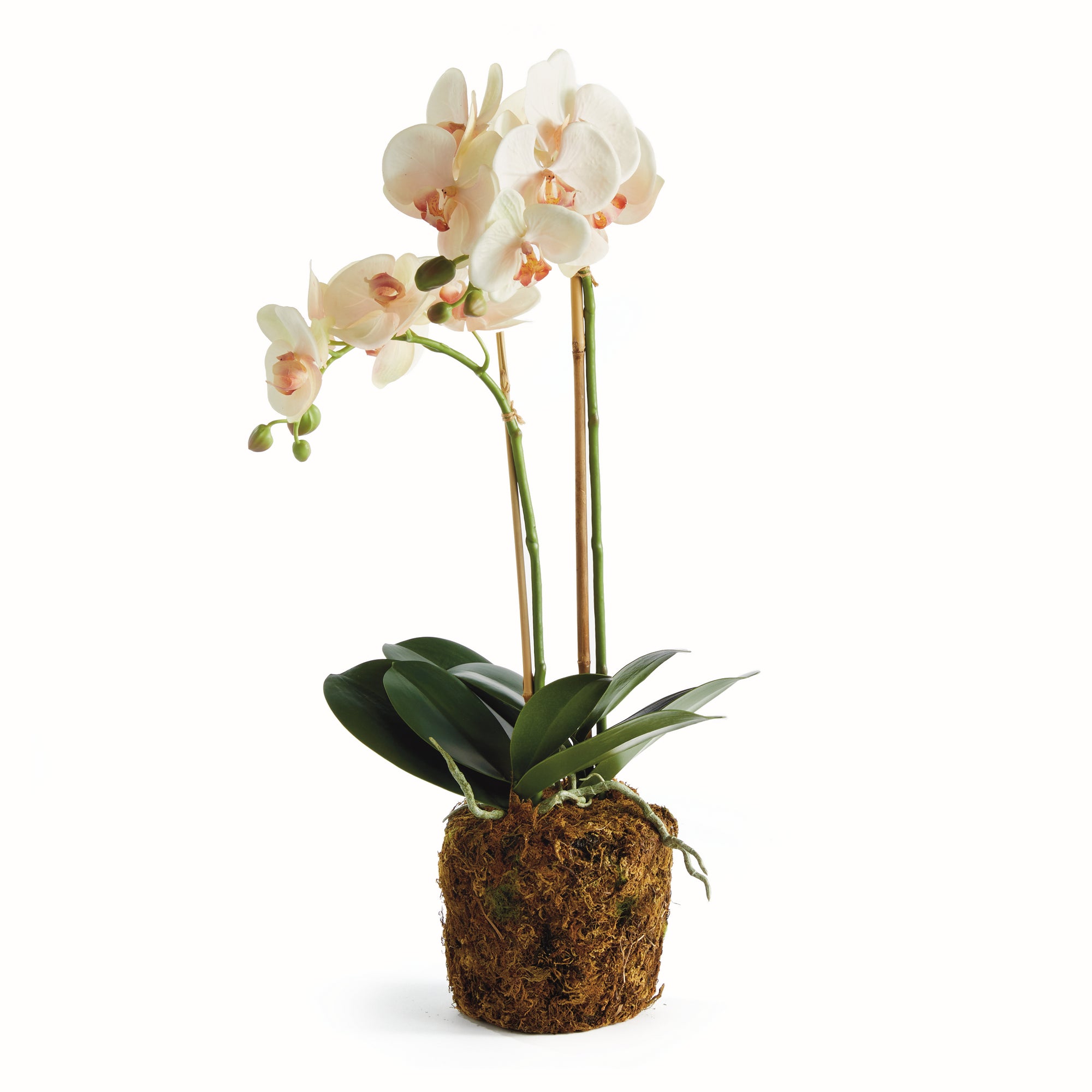 Blush Phalaenopsis Drop-in