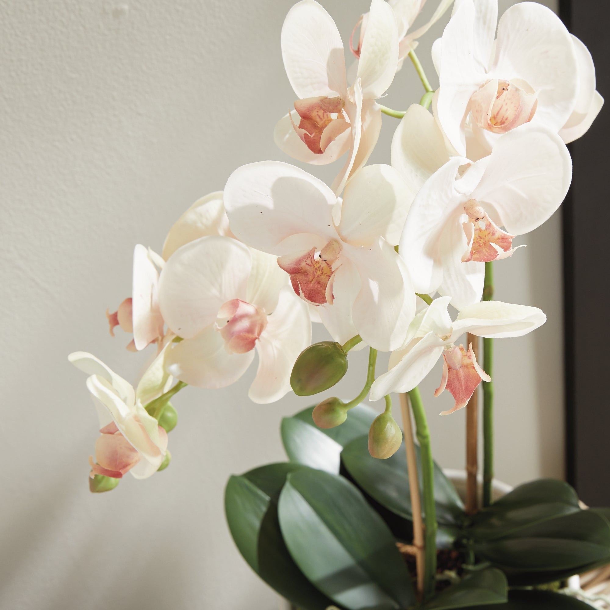 Blush Phalaenopsis Drop-in