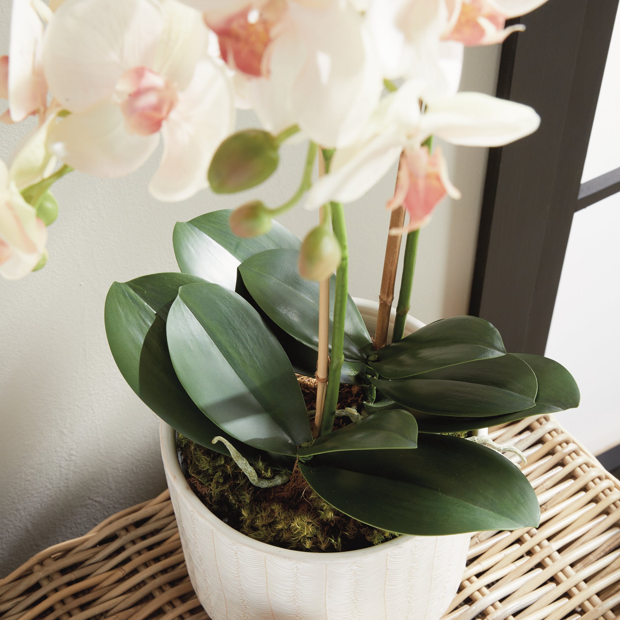 Blush Phalaenopsis Drop-in