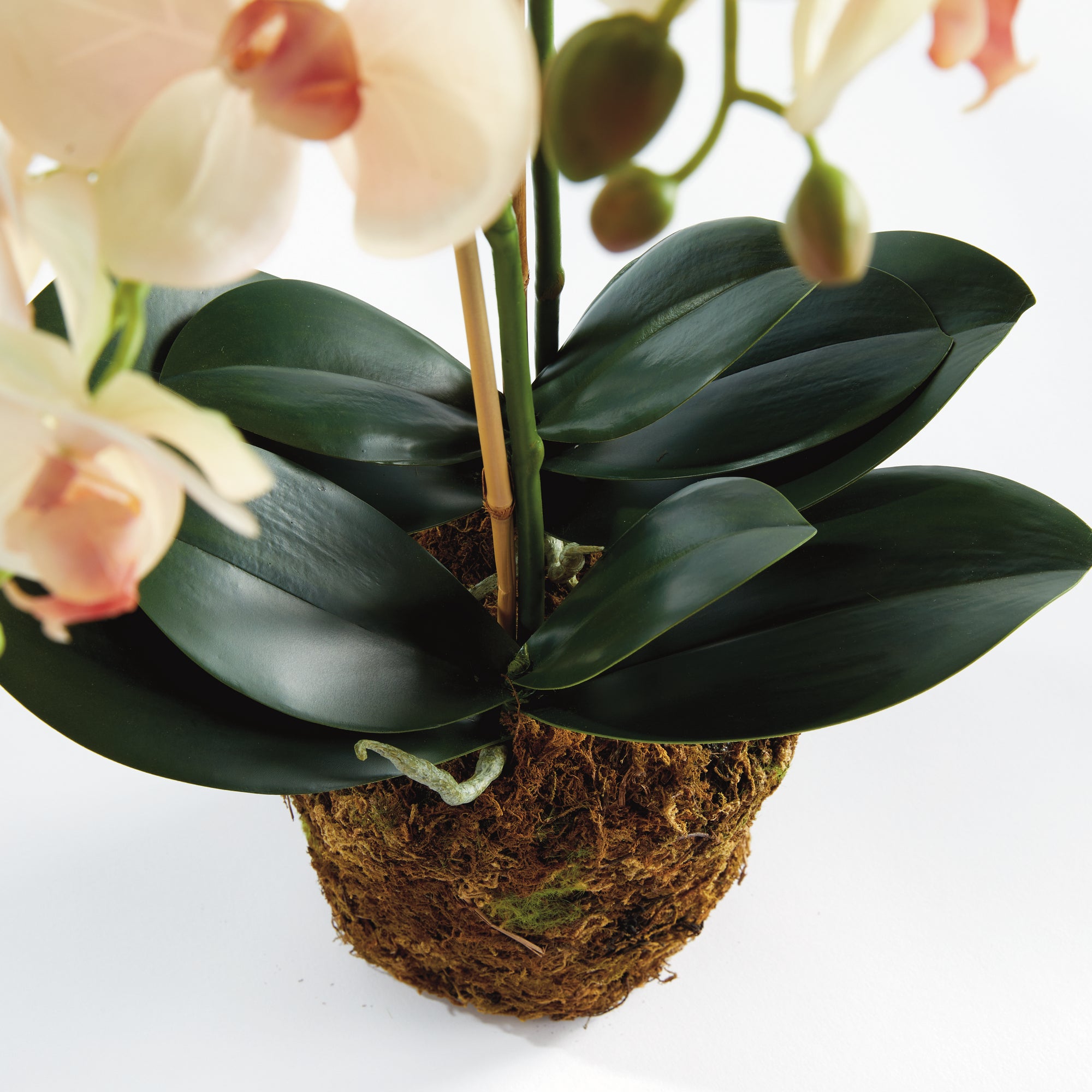 Blush Phalaenopsis Drop-in