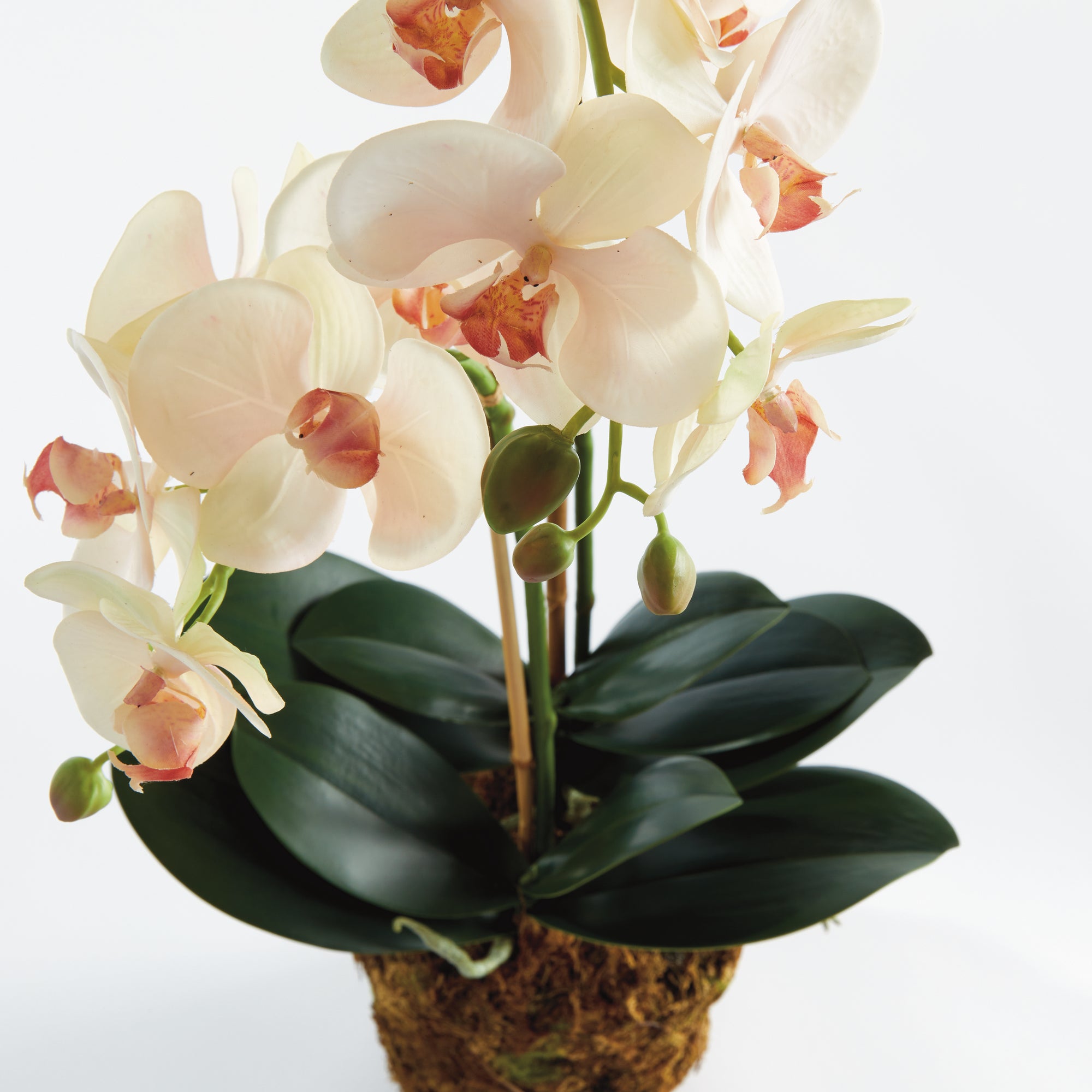 Blush Phalaenopsis Drop-in