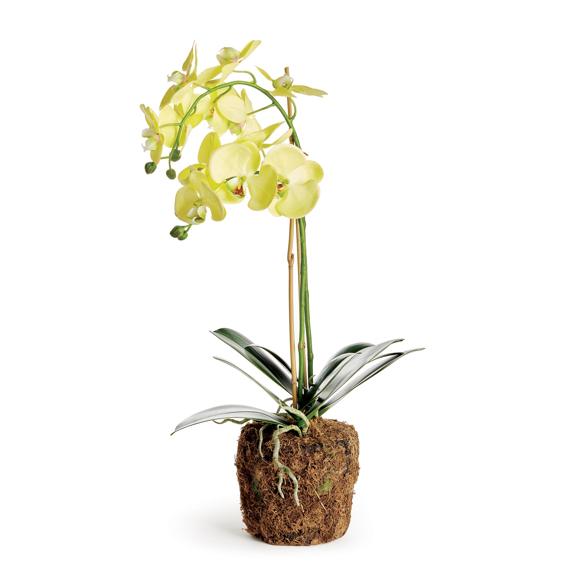 Yellow Phalaenopsis Drop-in