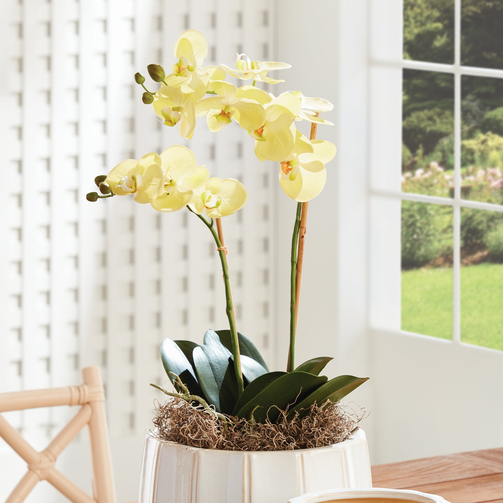 Yellow Phalaenopsis Drop-in