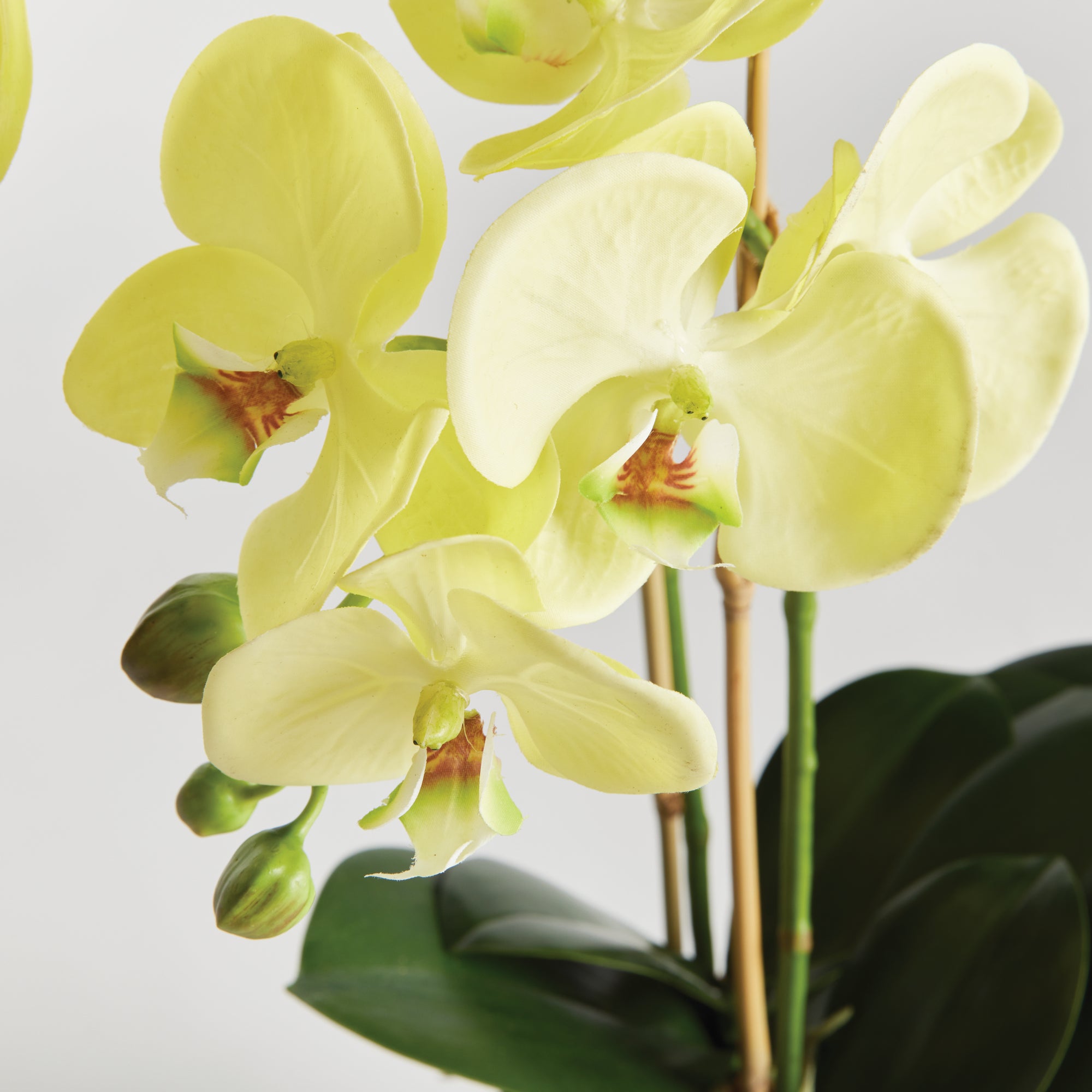 Yellow Phalaenopsis Drop-in