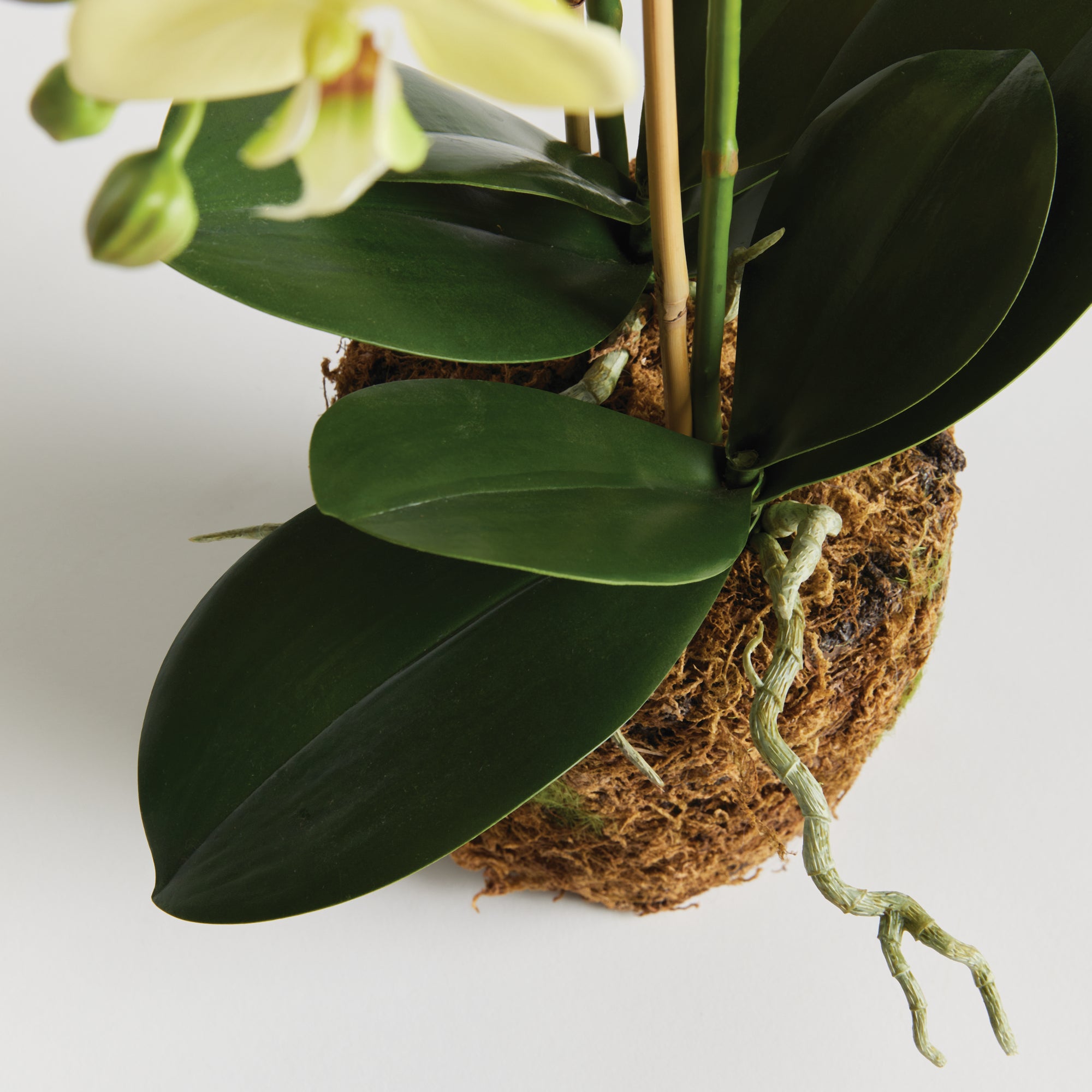 Yellow Phalaenopsis Drop-in
